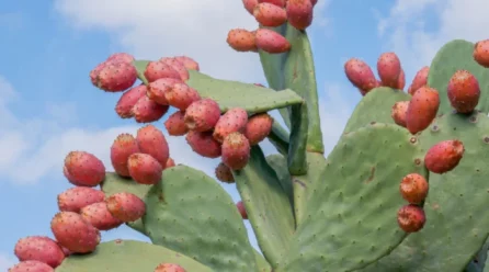 Health Benefits of Dragon Fruit and the Prickly Pear